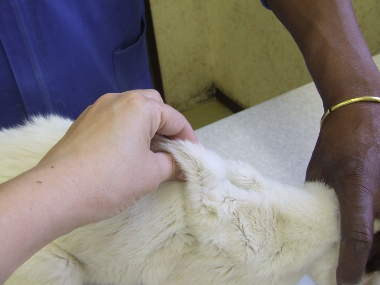 Мейн кун у ветеринара