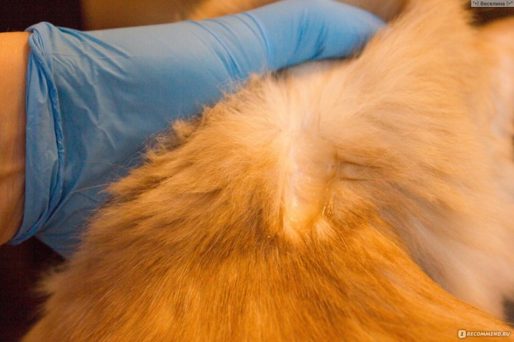 Укол в холку подкожно коту