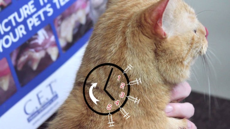 Неоплазия на холке у кота