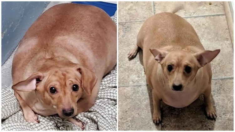 Chihuahua, Dachshund Mix