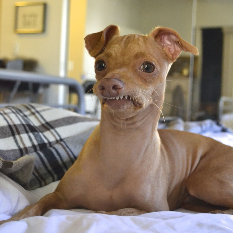 Толстая такса