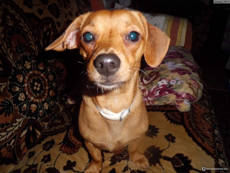 Чивини порода