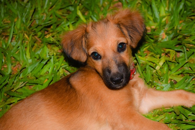 Пражский крысарик