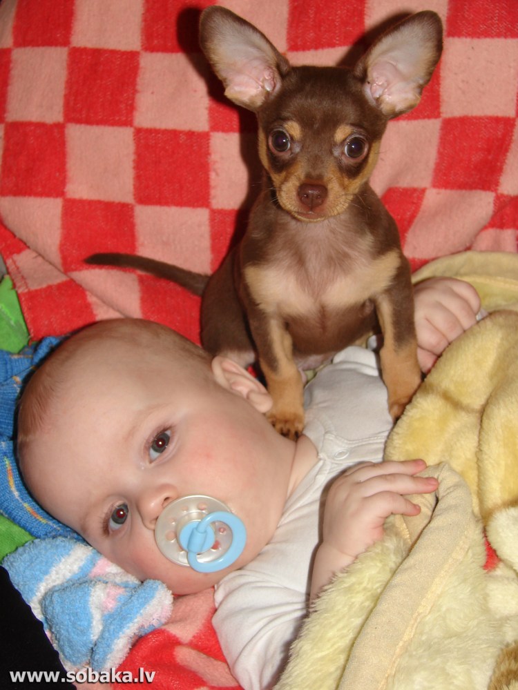 Чивини порода