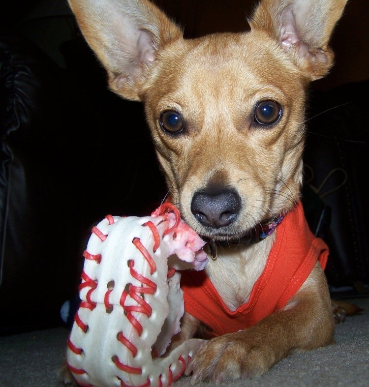 Щенки порода чивини