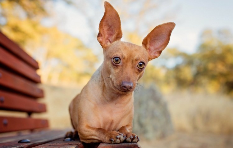 Такса чивини