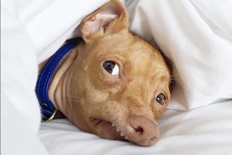 Щенки чивини