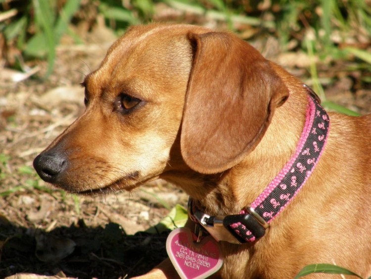 Чивини Чинук