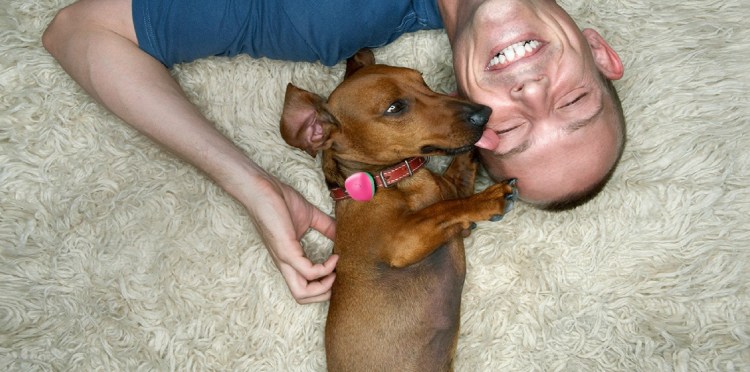 Смесь чихуа и той терьера