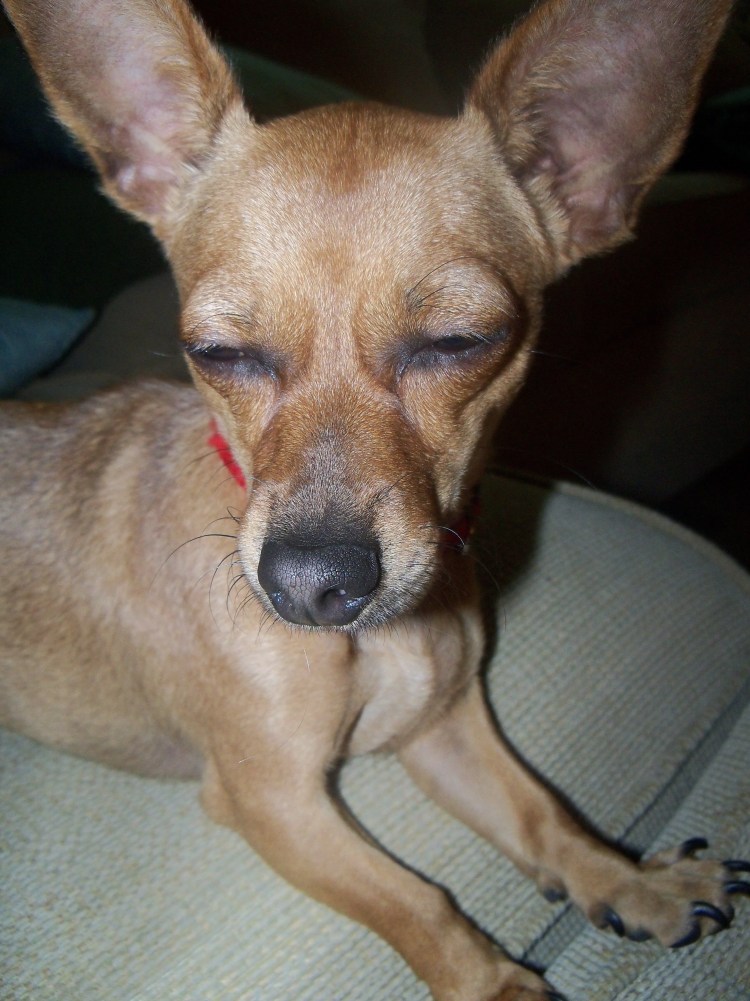 Метис таксы и чихуахуа