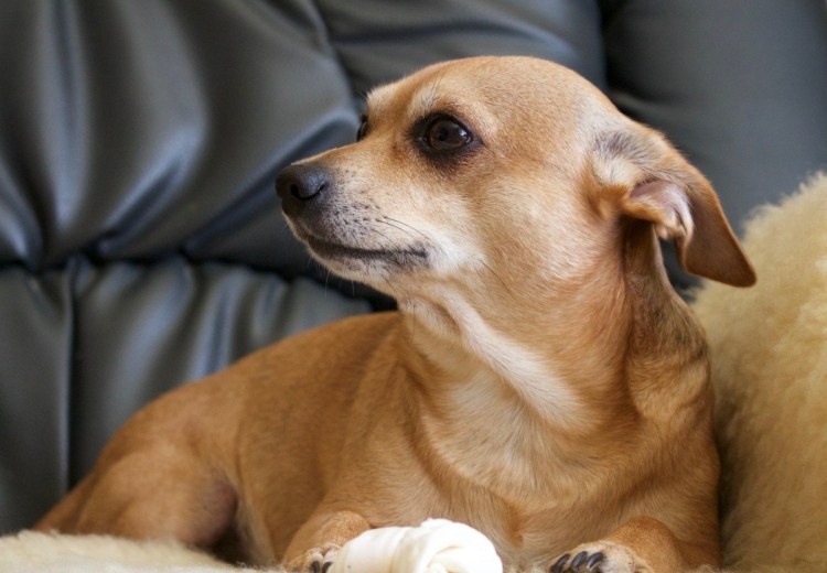 Чивини длинношерстная