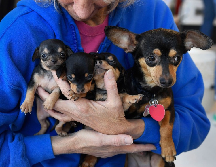 Щенки чивини