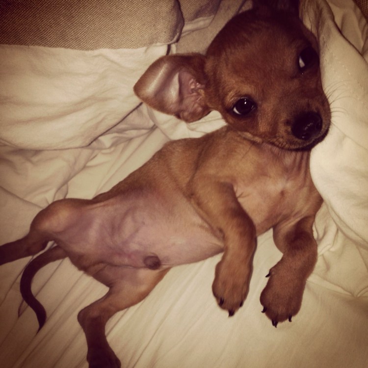 Фотографирование домашних собак