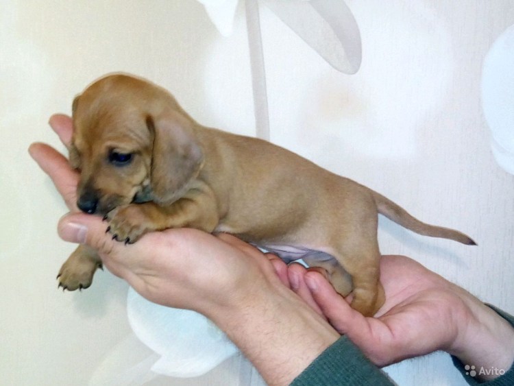 Чивини собака