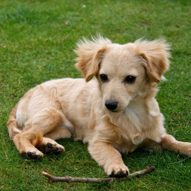 Бигль и такса помесь