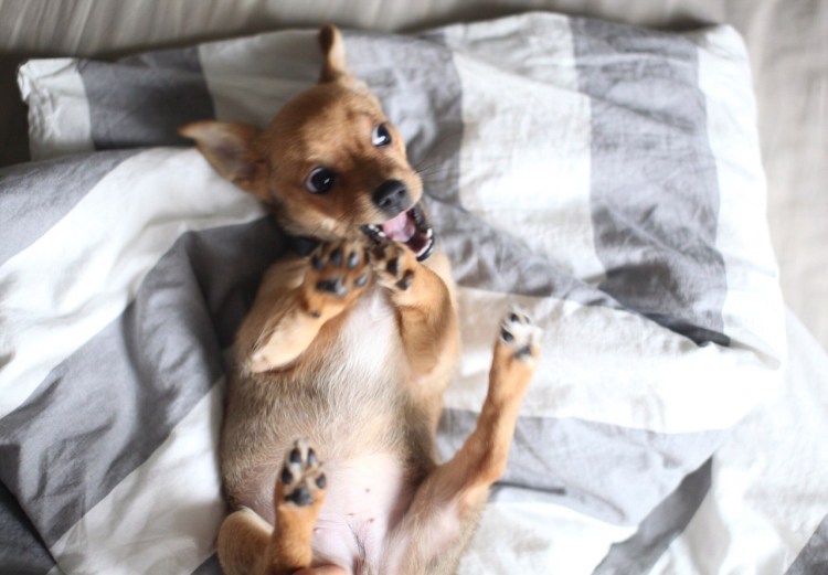 Щенки чивини