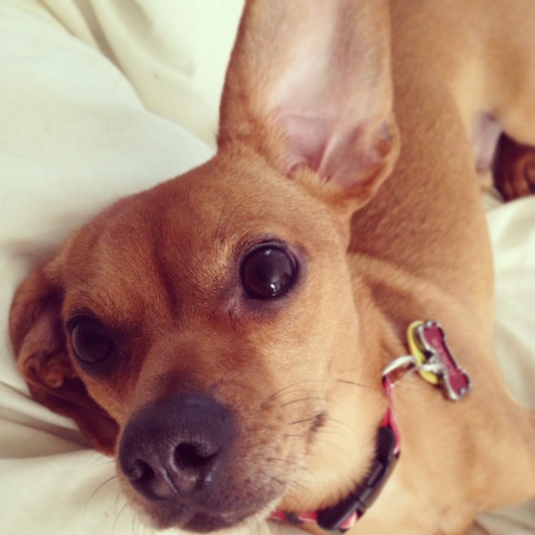 Чихуахуа Туна