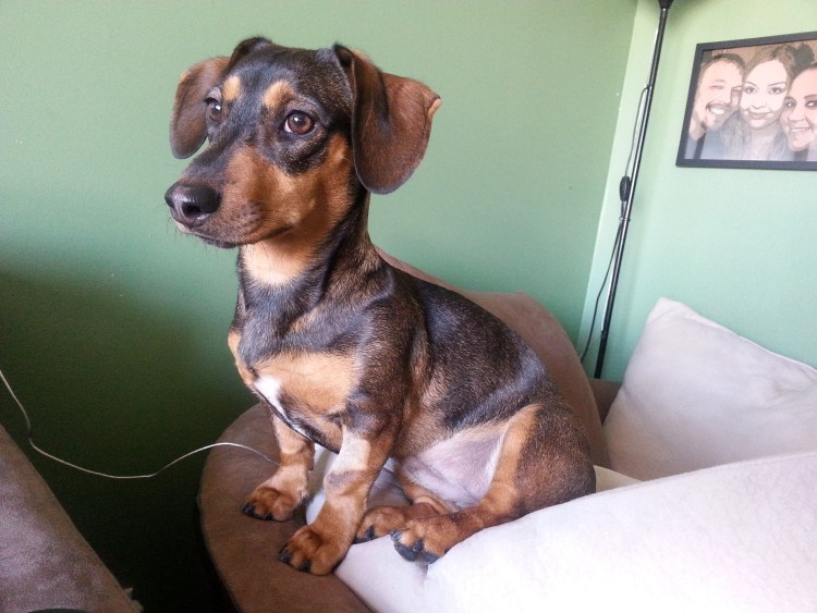 Чивини новорожденная собака