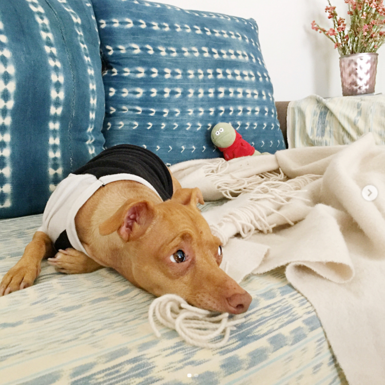 Харьер щенок