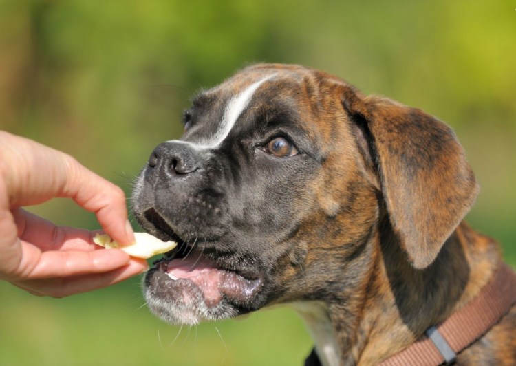 Немецкий боксёр бежит