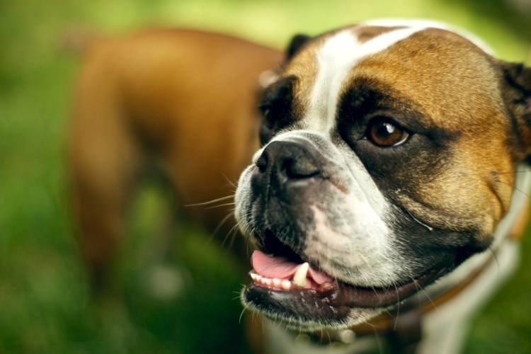 Боксёр собака зевает