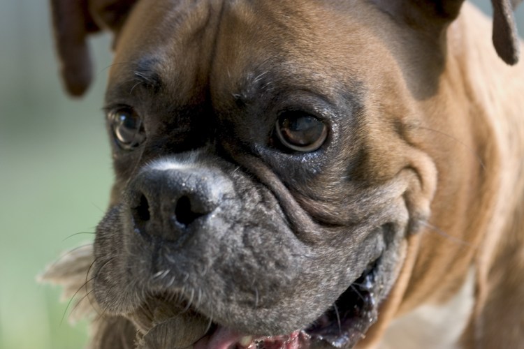 Прикус у немецкого боксера