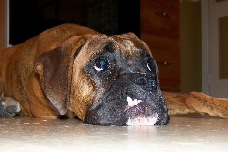 Высунутый язык у боксера собаки