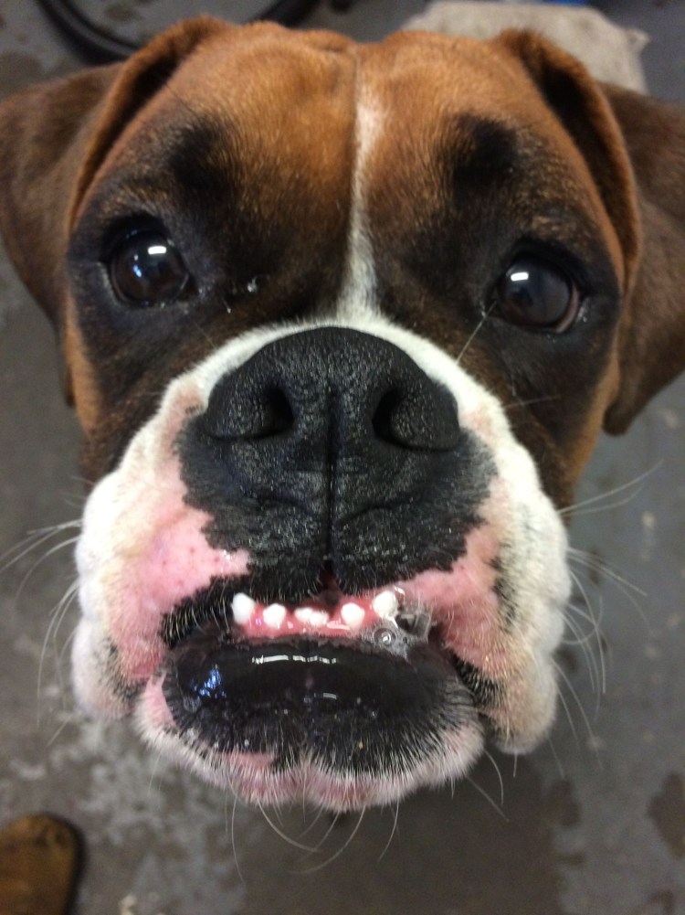 Собака боксер с открытым ртом злой