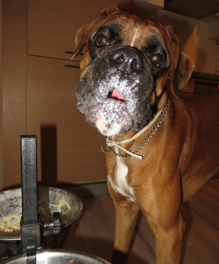 Чистка зубов животному