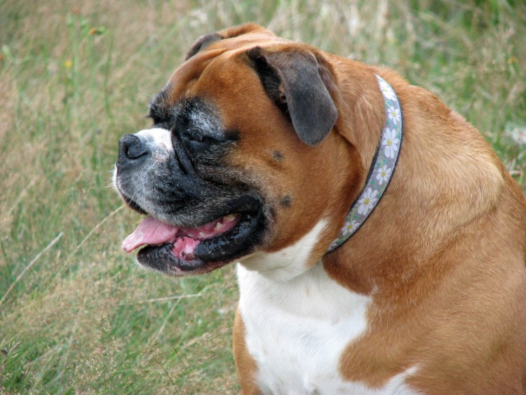 Американский стаффордширский терьер злой