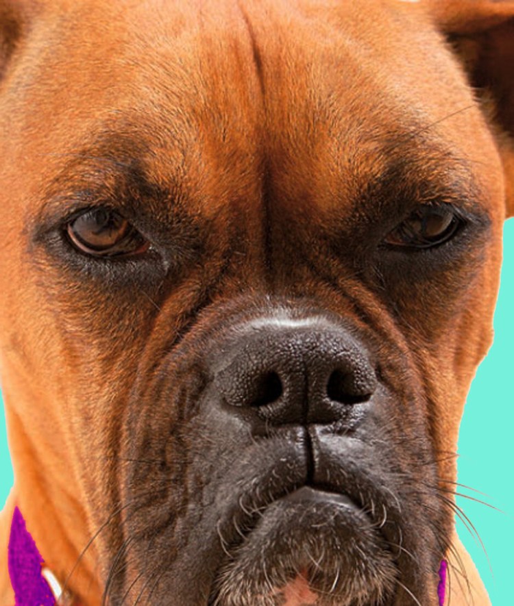 Английский бульдог прикус стандарт