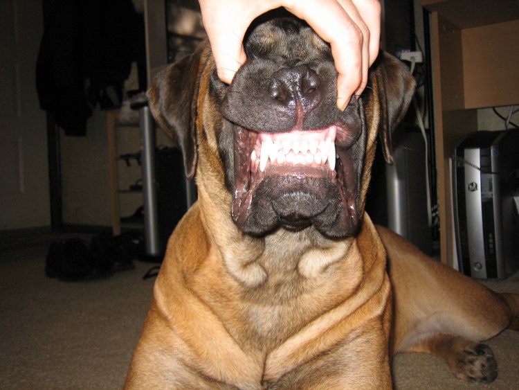 Бульмастиф прикус