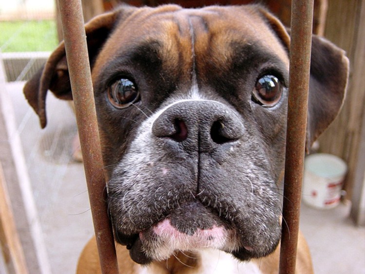 Стаффордширский терьер скалится