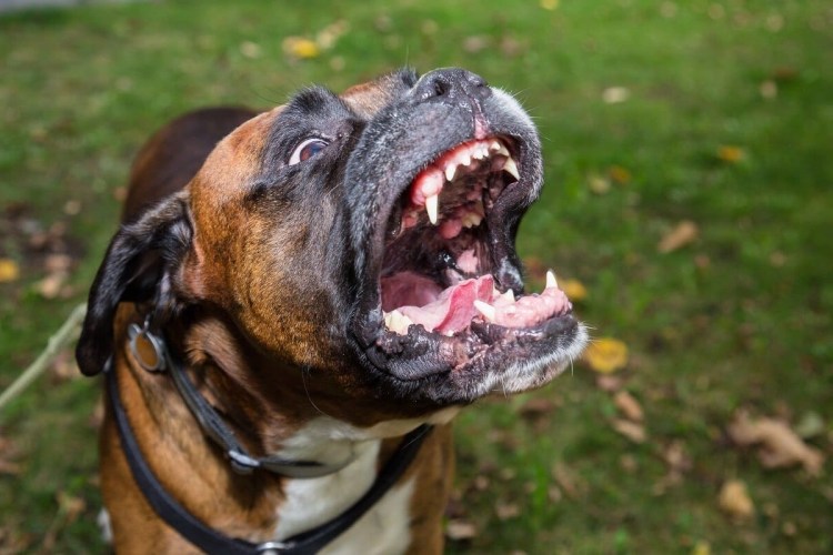 Собака боксер агрессивная