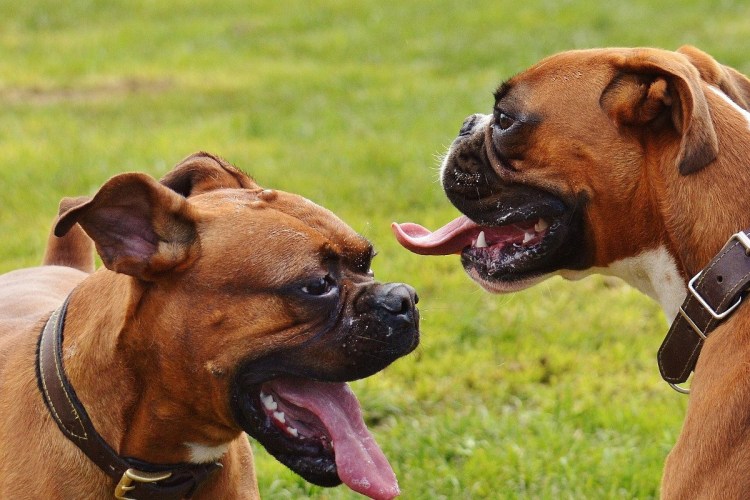 Челюсть у немецкого боксера