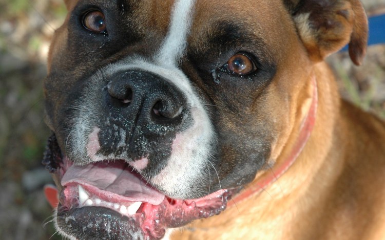 Зубы у щенка французского бульдога
