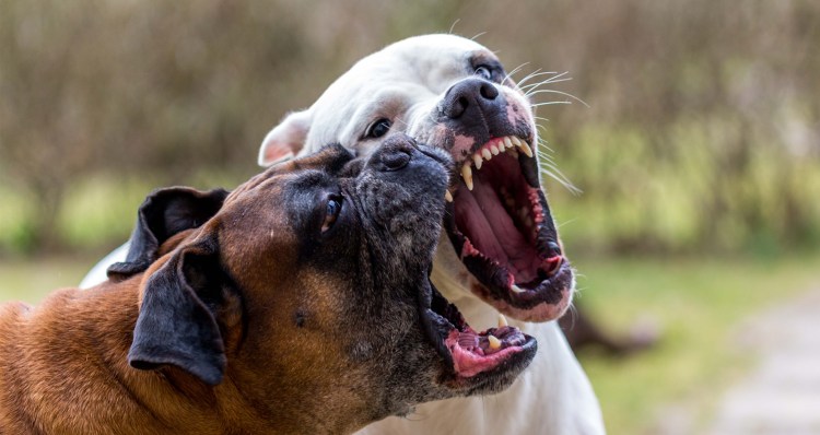 Боксёр порода собак