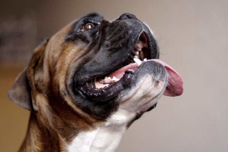 Челюсть боксера собаки