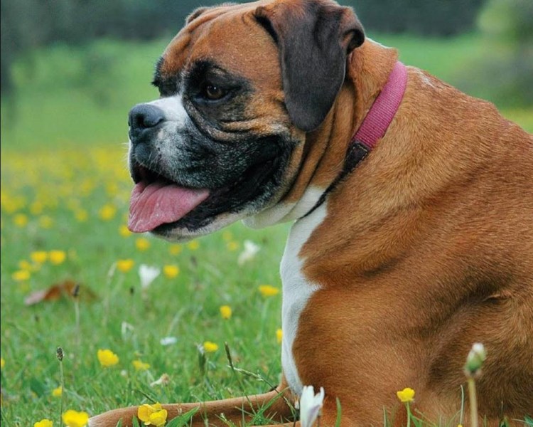 Немецкий боксёр злой