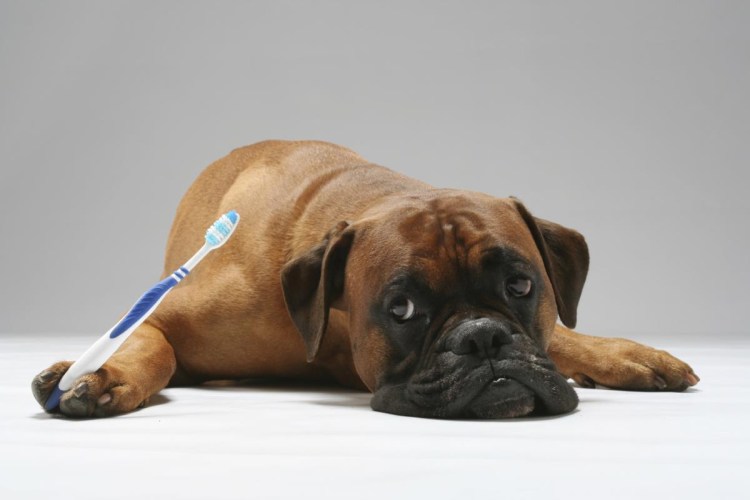 Собака боксер старого типа