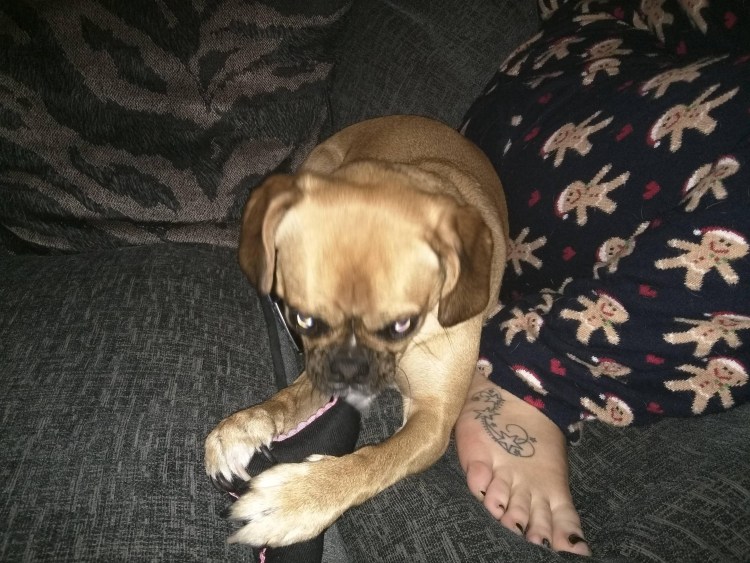 Маленькая злая собачка