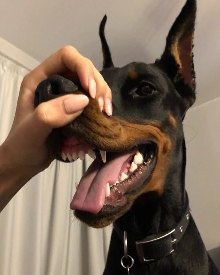 Доберман оскал