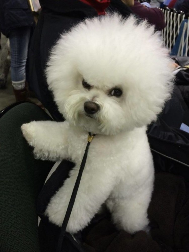 Бишон фризе и шпиц