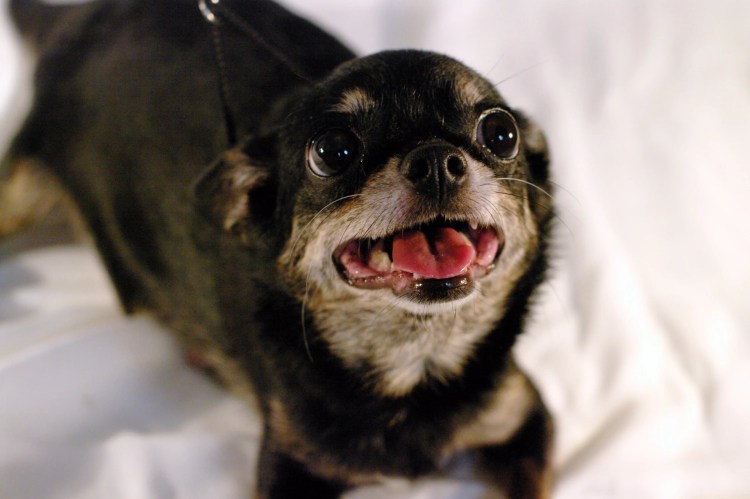 Чихуахуа длинношерстный злая