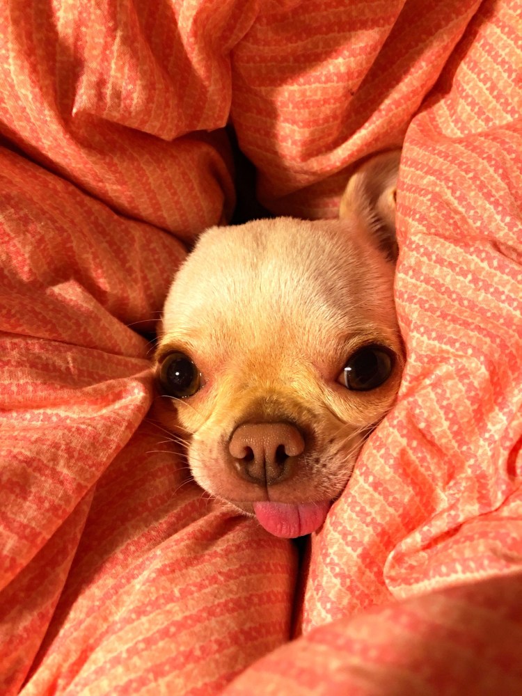 Сиба ину Мем