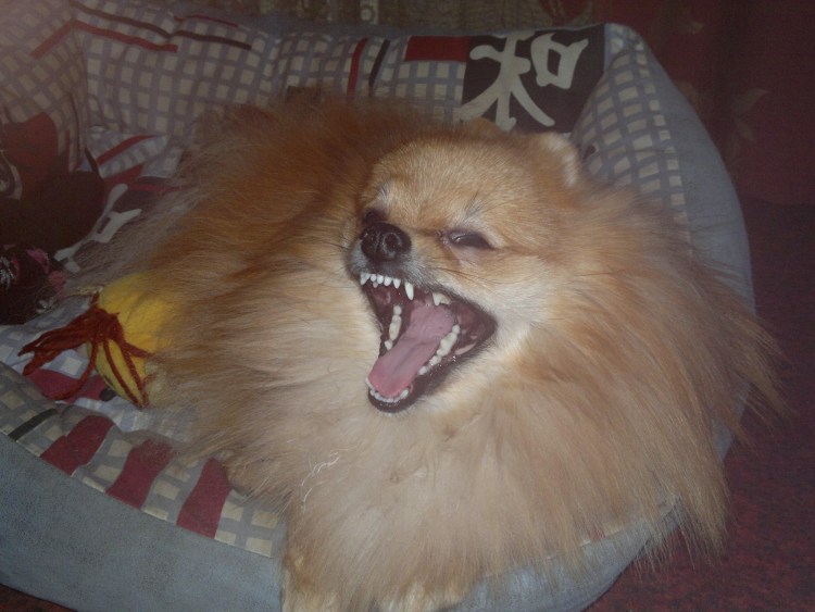 Милые собачки чихуахуа