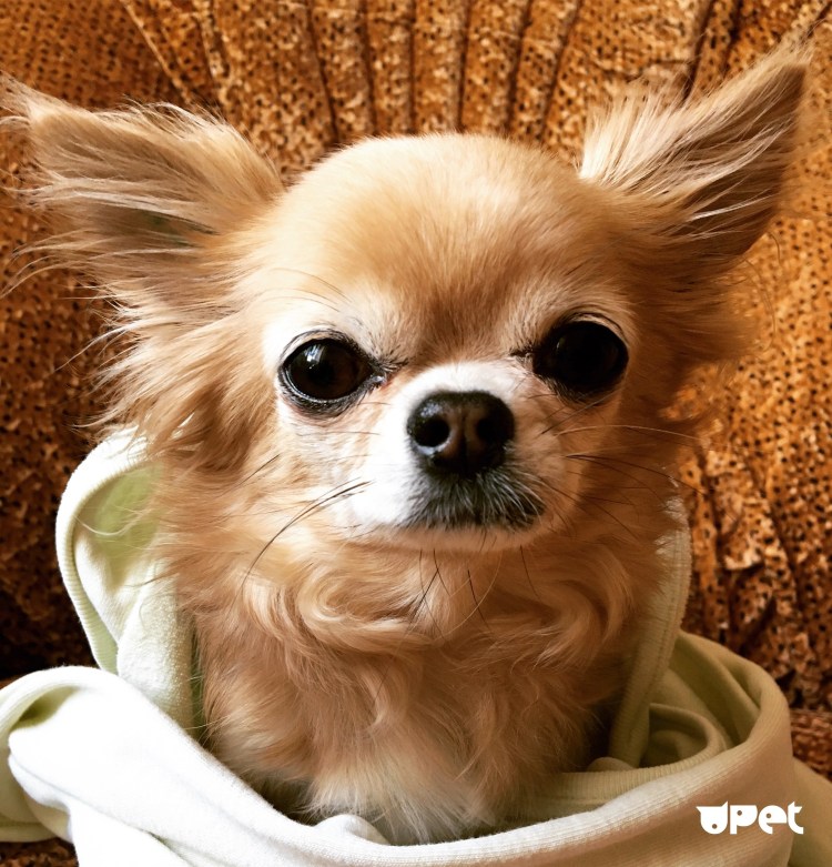 Чихуахуа хуэньо