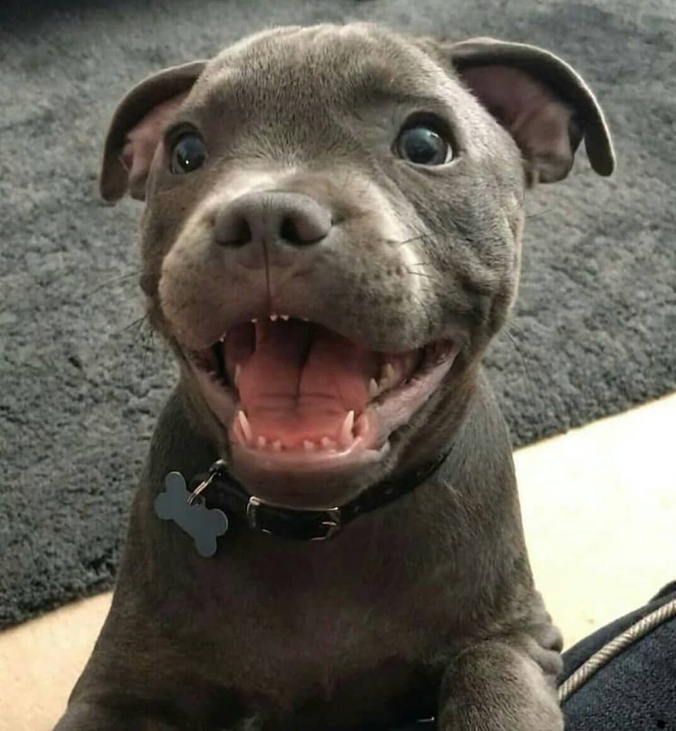 Собака убийца порода питбуль