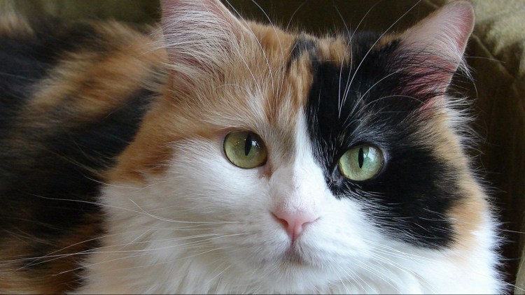 Трехцветная черепаховая кошка