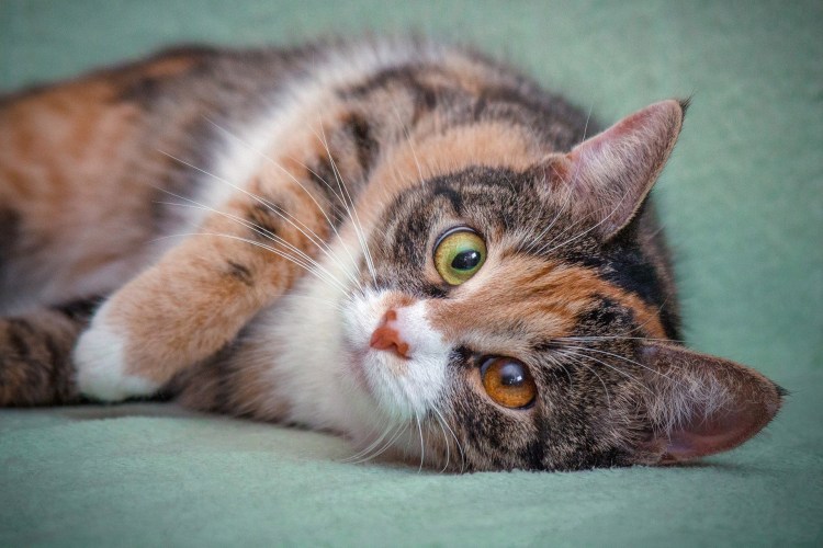 Трехшерстная кошка порода